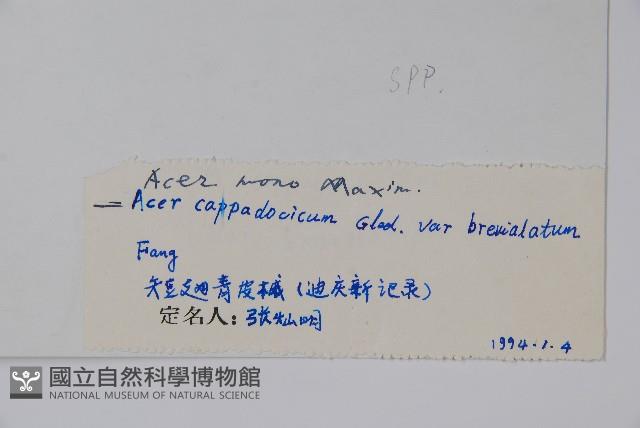 元寶楓, 地錦槭藏品圖，第2張