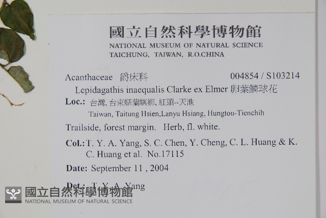 卵葉鱗球花藏品圖，第2張