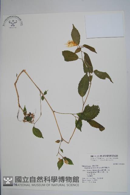 黃花鳳仙花藏品圖，第1張