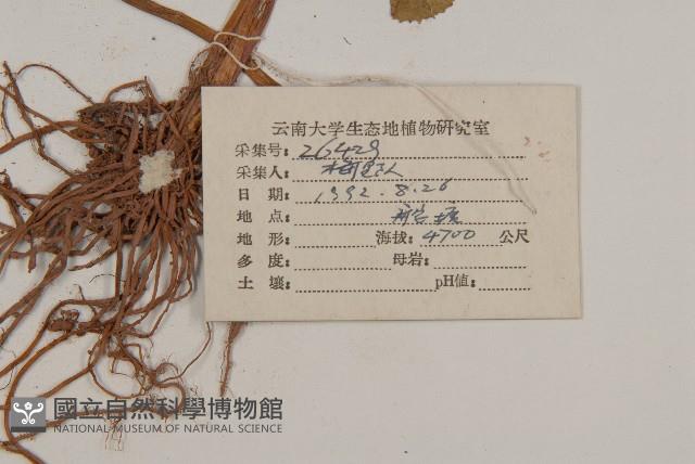 雲南金蓮花藏品圖，第3張