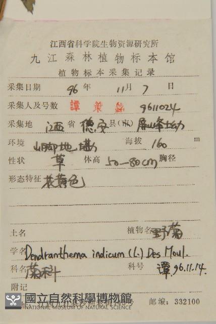 油菊、野菊藏品圖，第2張