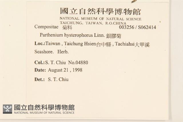 銀膠菊藏品圖，第2張