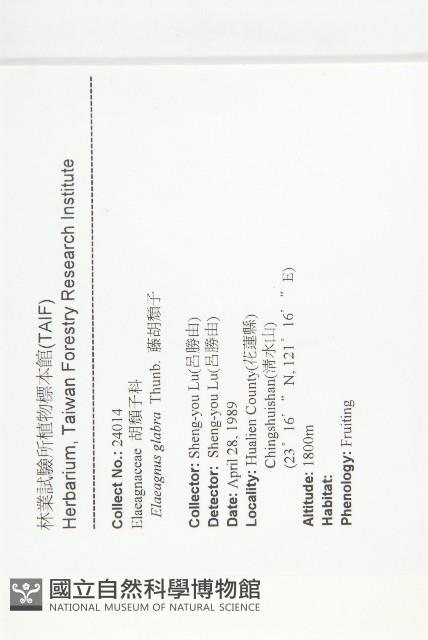 藤胡頹子藏品圖，第2張