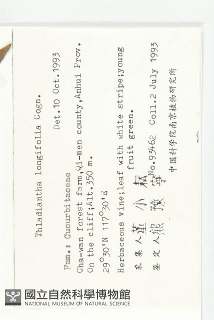 長葉赤瓟藏品圖，第2張