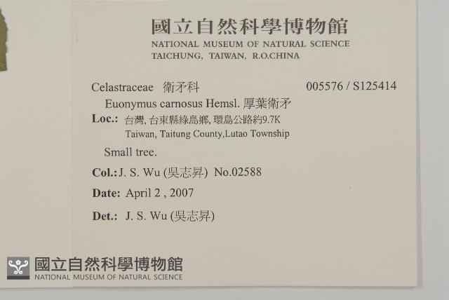 厚葉衛矛, 源一木藏品圖，第2張