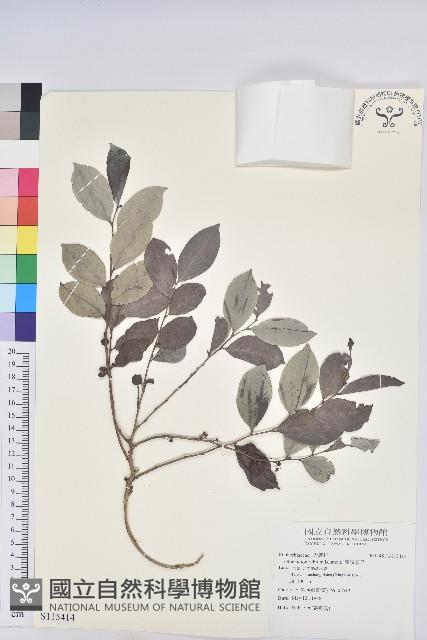 細葉饅頭果藏品圖，第1張