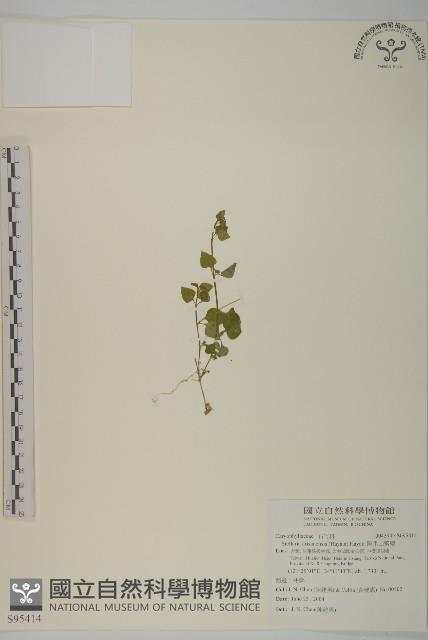 阿里山繁縷藏品圖，第1張