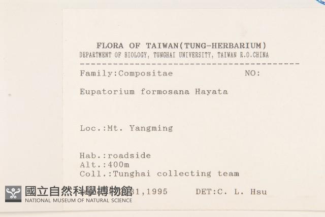 臺灣澤蘭藏品圖，第2張