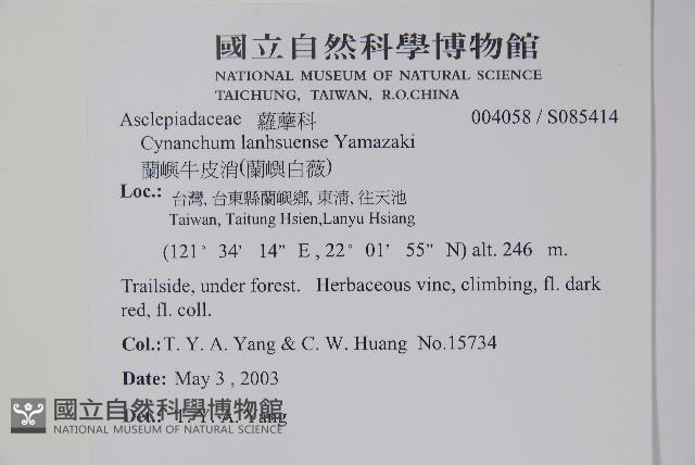 蘭嶼牛皮消、蘭嶼白薇藏品圖，第3張