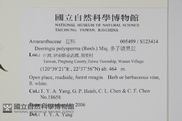 多子漿果莧藏品圖，第2張