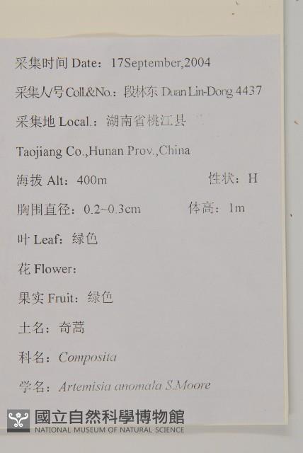 珍珠蒿、奇蒿藏品圖，第2張