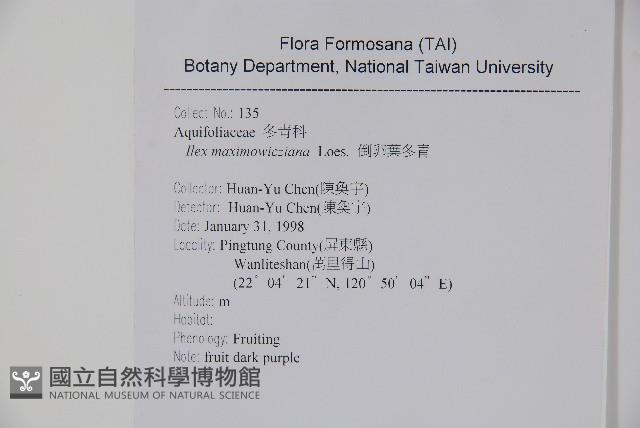 倒卵葉冬青、金平氏冬青藏品圖，第2張