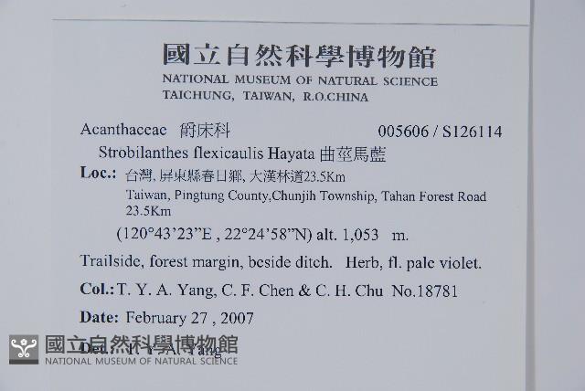 曲莖馬藍藏品圖，第2張