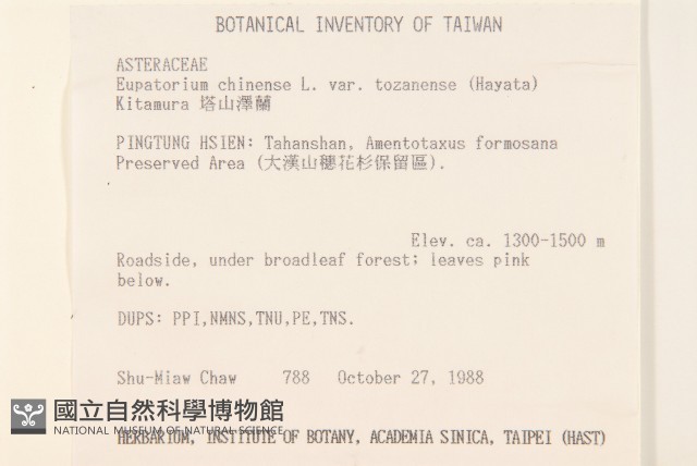 塔山澤蘭藏品圖，第2張
