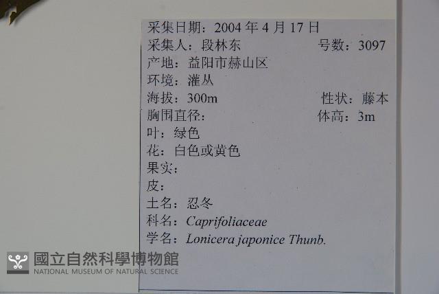 忍冬、金銀花藏品圖，第2張