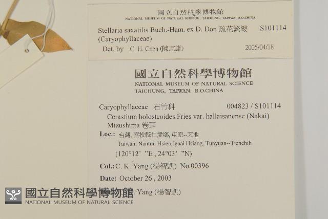 疏花繁縷藏品圖，第2張