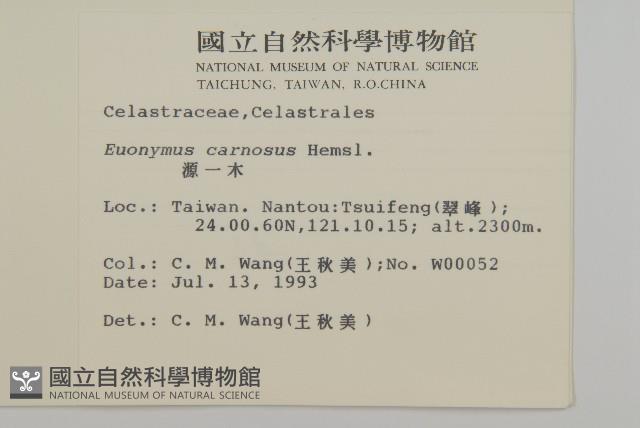 厚葉衛矛, 源一木藏品圖，第2張