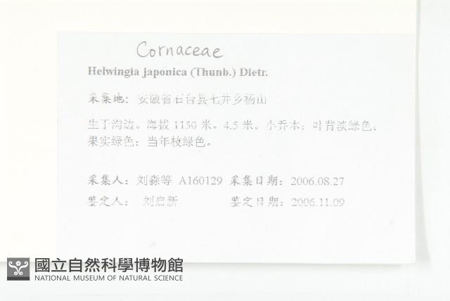 青莢葉藏品圖，第2張