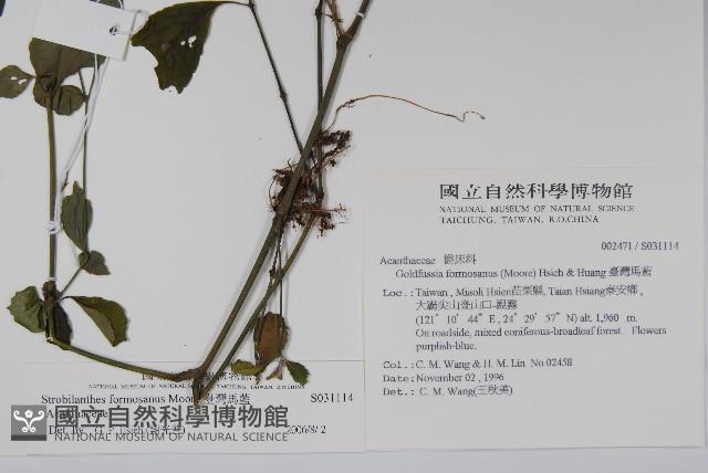 臺灣馬藍藏品圖，第2張