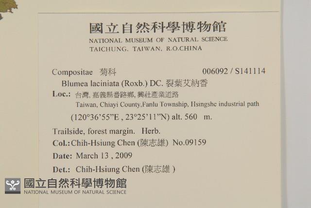 裂葉艾納香藏品圖，第2張