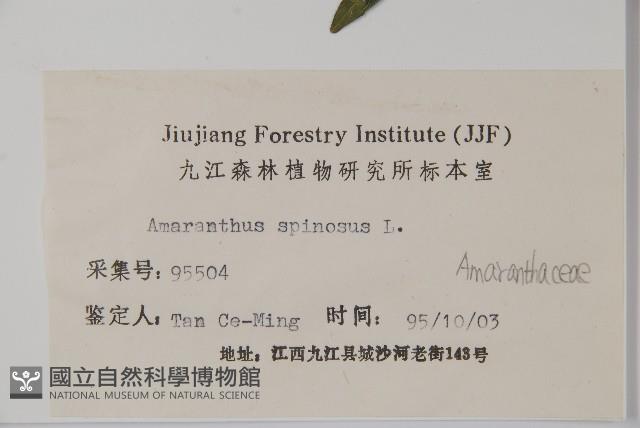 刺莧藏品圖，第2張