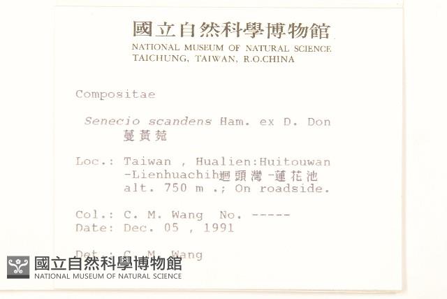 蔓黃菀藏品圖，第2張