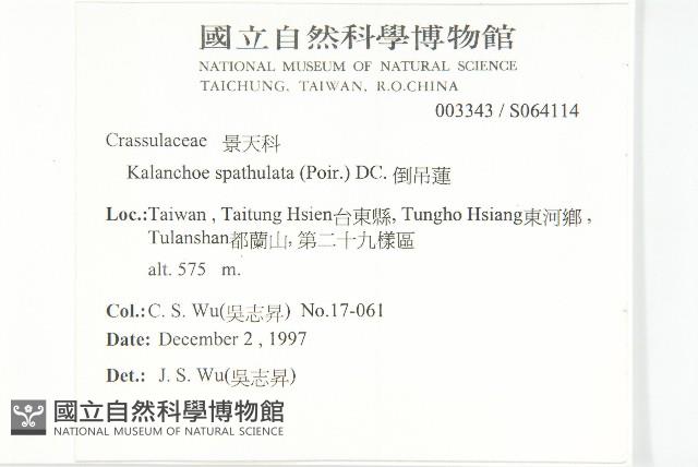 倒吊蓮、匙葉燈籠草藏品圖，第2張