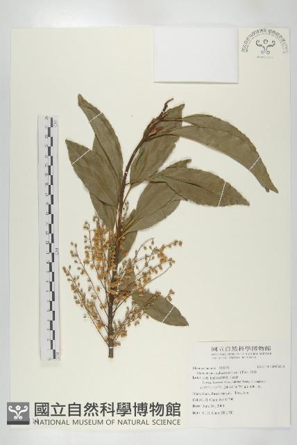 杜英、山杜英、蘭嶼杜英藏品圖，第1張