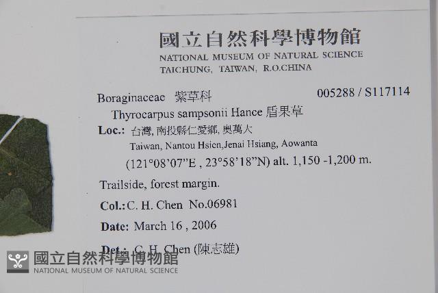 盾果草藏品圖，第2張