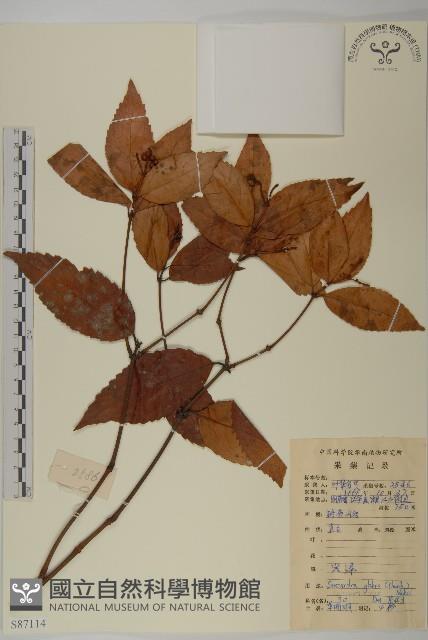 草珊瑚、紅果金粟蘭藏品圖，第1張