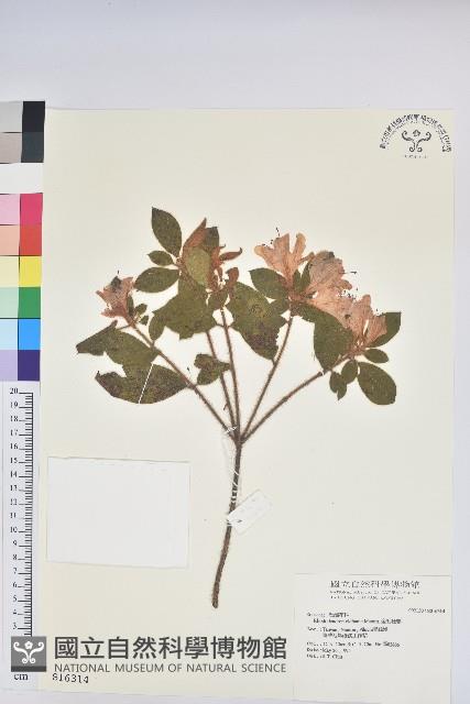 金毛杜鵑藏品圖，第1張