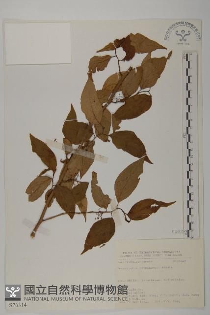 佩羅特木藏品圖，第1張