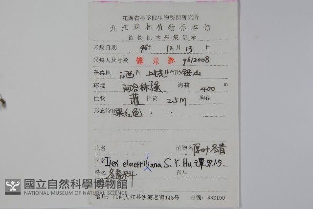 厚葉冬青藏品圖，第2張