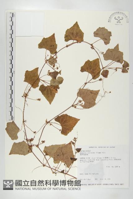 黑果馬交兒藏品圖，第1張