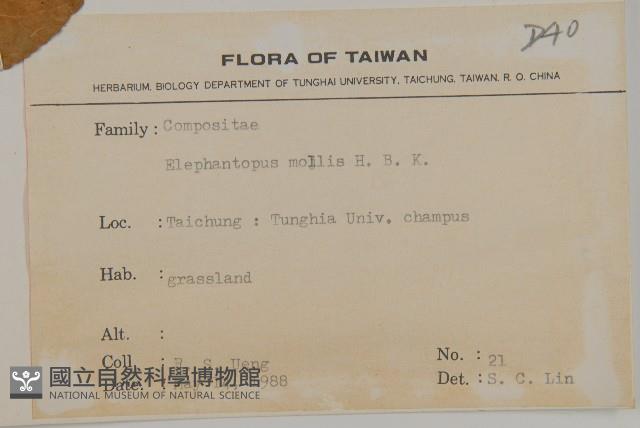 地膽草、毛蓮菜藏品圖，第2張