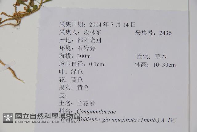 細葉蘭花參藏品圖，第2張