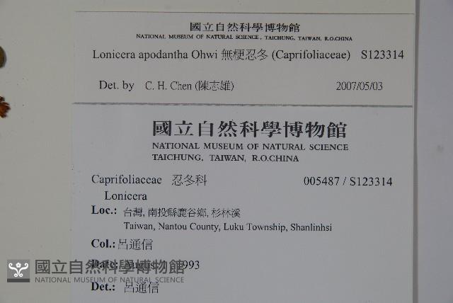 無梗忍冬藏品圖，第2張