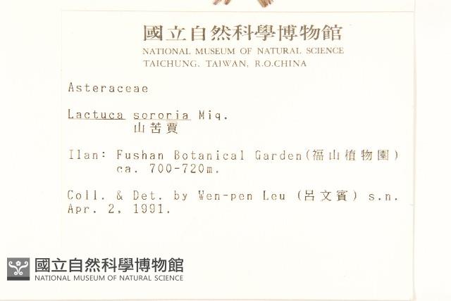 山萵苣藏品圖，第2張