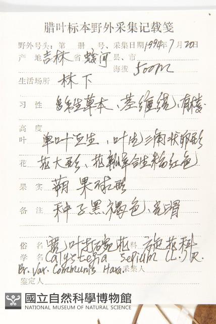 寬葉打碗花藏品圖，第2張