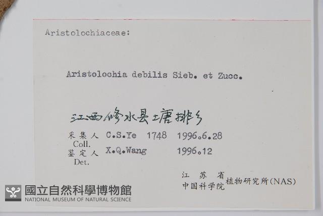 馬兜鈴藏品圖，第2張