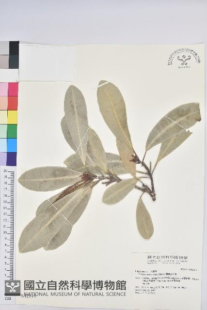 蘭嶼土沉香藏品圖，第1張