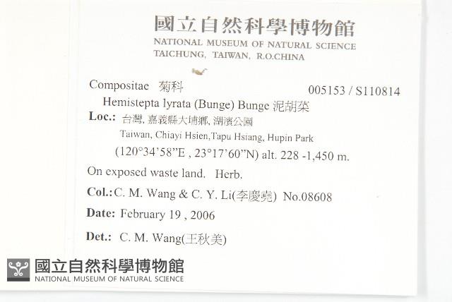 泥胡菜藏品圖，第2張