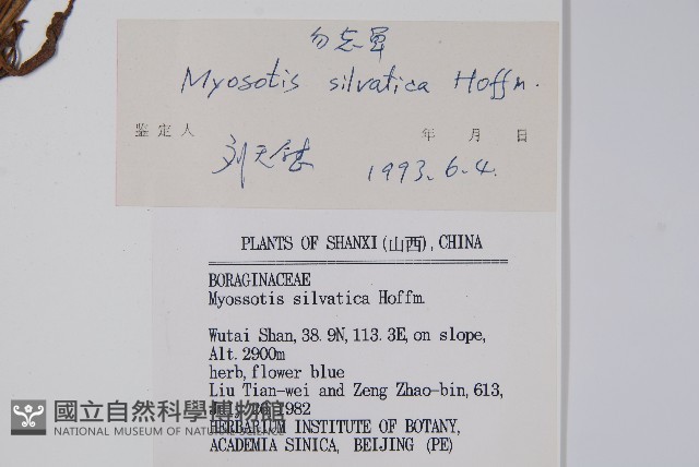 勿忘草藏品圖，第2張