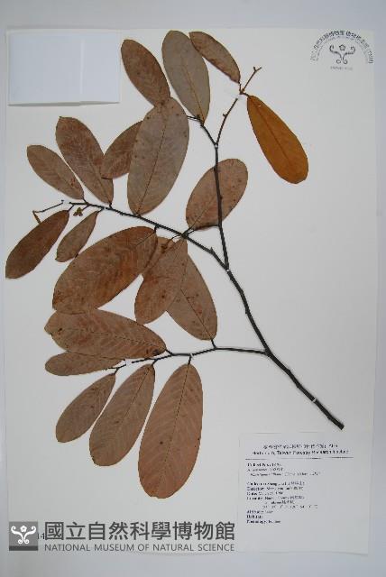 瓜馥木藏品圖，第1張