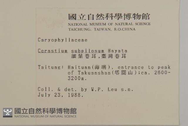 細葉卷耳藏品圖，第2張