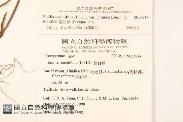 紫背草藏品圖，第2張