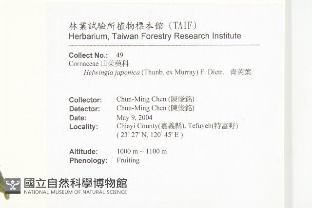 青莢葉藏品圖，第2張