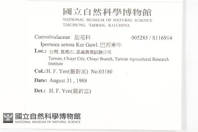 巴西牽牛藏品圖，第2張