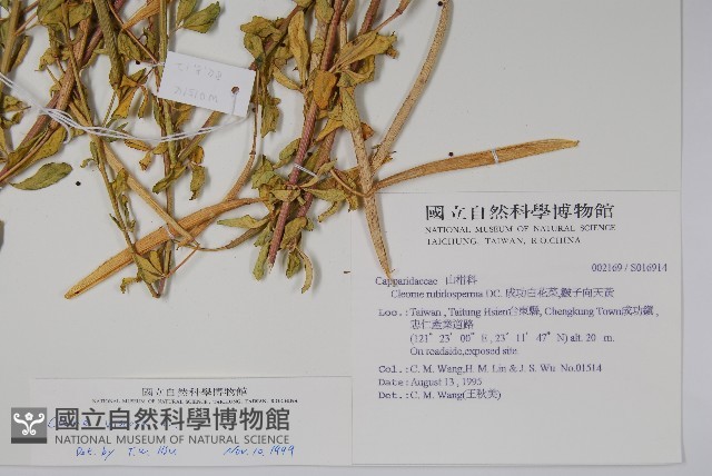 向天黃藏品圖，第2張