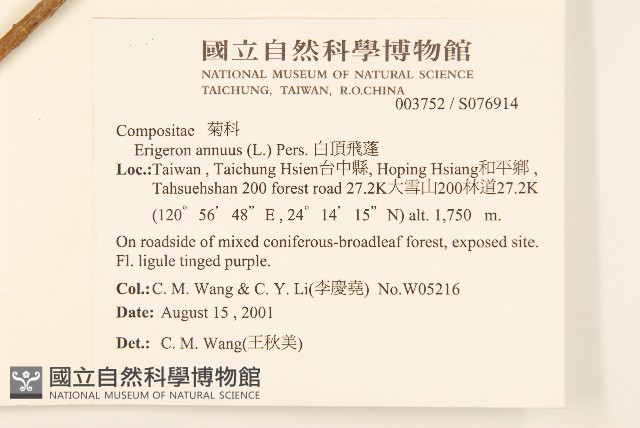 白頂飛蓬藏品圖，第2張